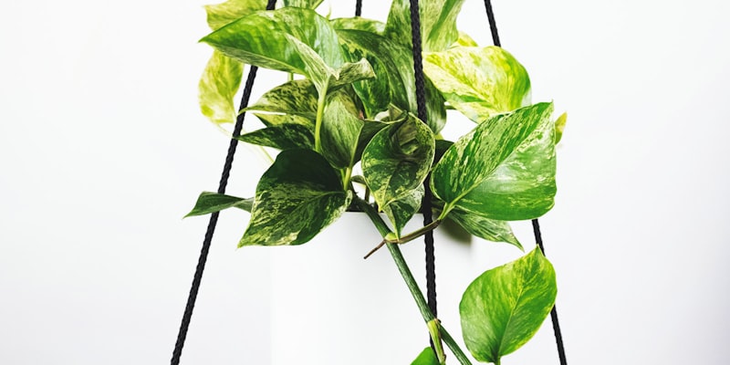 足球明星哈兰德在比赛中庆祝进球 - 身着曼城天蓝色球衣